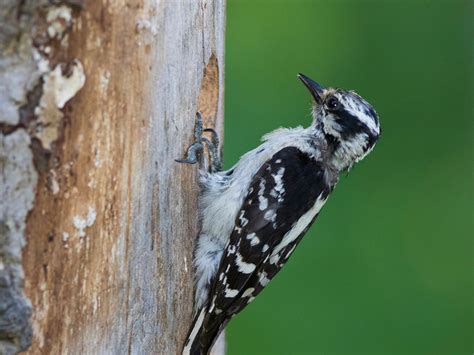 Downy Woodpecker Nesting (Behavior, Eggs, Location + FAQs) | Birdfact