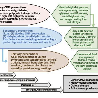 Overview of the preventive measures in chronic kidney disease (CKD) to ...