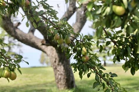 How To Propagate Pear Trees From Cuttings Farmhouse Blooms