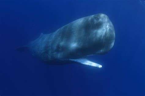 Sperm Whale vs Blue Whale: An In-Depth Comparison – Ocean Action Hub