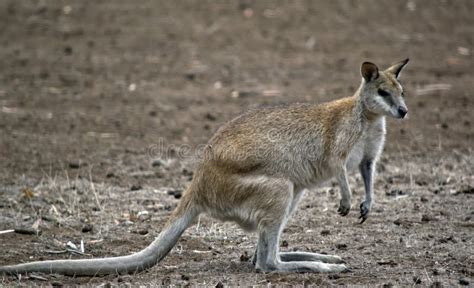 A agile wallaby stock image. Image of muscular, wallaby - 123277723