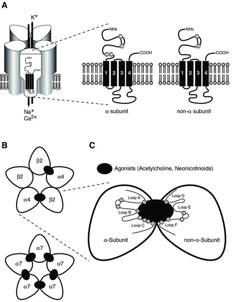 Schematic Representations of a Nicotinic Acetylcholine Receptor (A ...