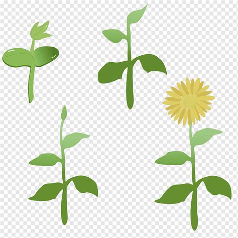 Cartoon Sunflower Common Sunflower Leaf Plant Stem Plants