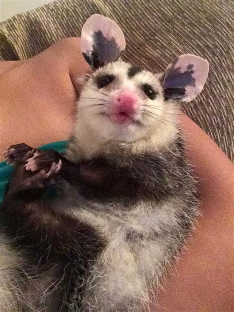 Pin By Randijo Neal On Opossums Pretty Animals Baby Possum Cute