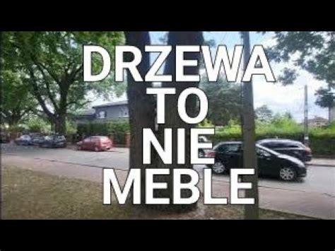 Sadzić dęby szypułkowe w miastach I mój mem DRZEWA TO NIE MEBLE YouTube