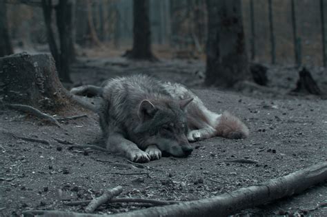 Акела | Пикабу