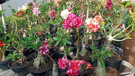 Farinha De Osso Nas Rosas Do Deserto Substrato Carolina Soil Muitas