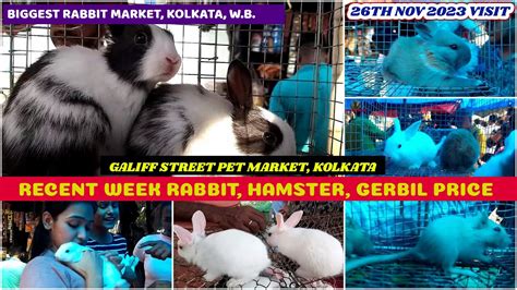 Recent Rabbit Hamster Gerbil Price Update Galiff Street Cheapest Pet