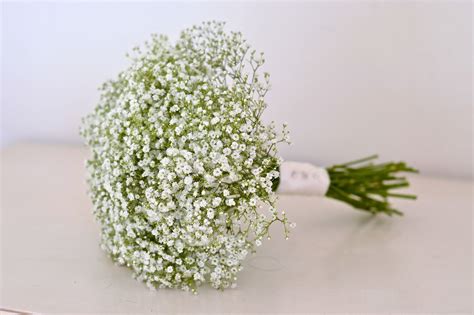 Гипсофила Фейри Перфект (60 фото) - фото - картинки и рисунки: скачать ...