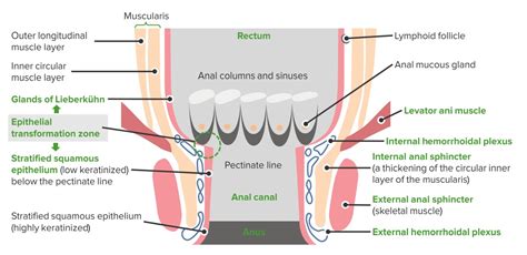 Cáncer Anal Concise Medical Knowledge