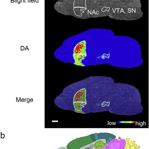 Representative dopamine distribution in a sagittal slice of mouse ...