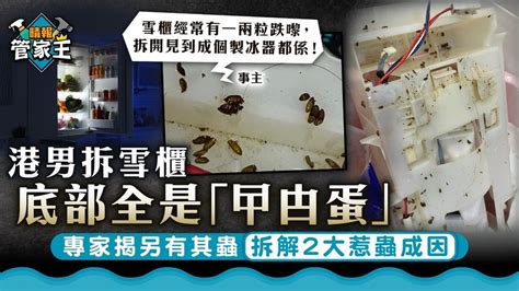 蟑螂入屋｜港男拆雪櫃底部全是「曱甴蛋」 專家揭另有其蟲 拆解2大惹蟲成因 晴報 家庭 家居 D240103