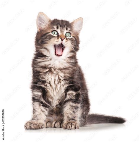 Yawning kitten Stock Photo | Adobe Stock