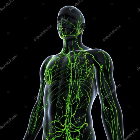 Lymphatic system of male in green — Stock Photo © pixologic #22680717