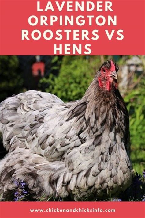 Lavender Orpington Rooster vs Hen - Differences Explained - Chicken ...