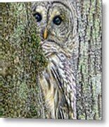 Barred Owl Peek A Boo Photograph By Jennie Marie Schell Fine Art America