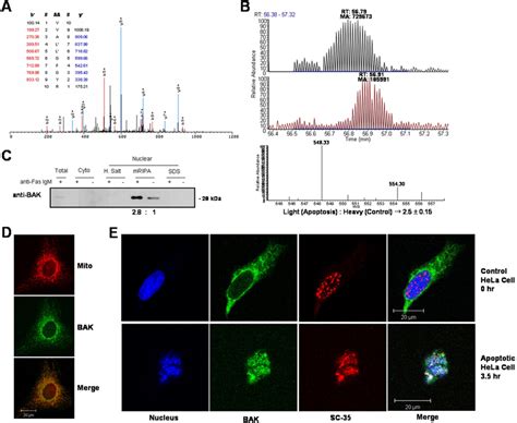 Identification And Quantification Of Mitochondrial Protein BAK In The