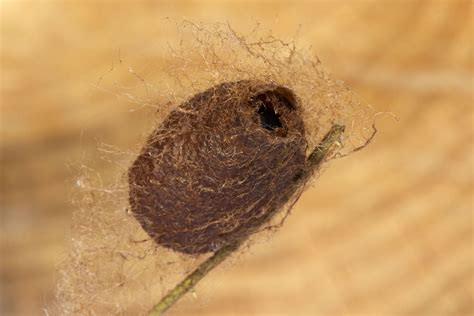 Saturnia Pavonia Emperor Moth Cocoon Ex Larva From Brian Flickr