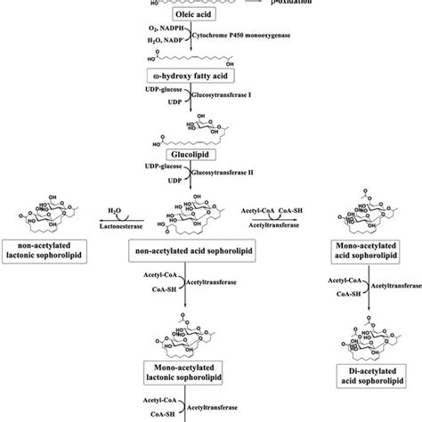 Biosynthetic Pathway For The Production Of Sophorolipids A Series Of