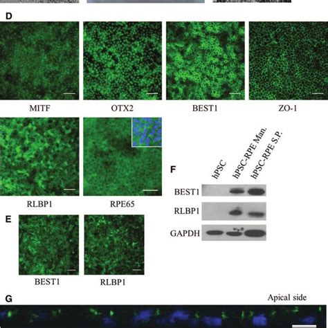 Functional Analysis Of Human Pluripotent Stem Cell HPSC RPE Cells