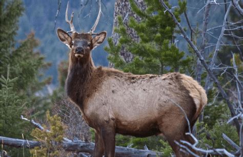 Elk Explore Saskatchewan Agriculture