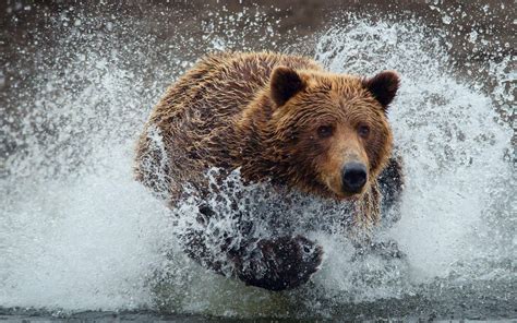 Grizzly Bear Wallpapers - Wallpaper Cave