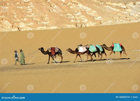 Camels in Sahara Desert. Egypt Editorial Photography - Image of ...