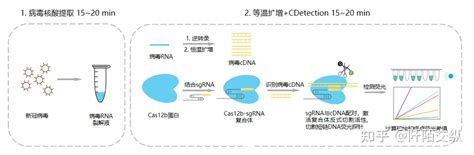 CRISPR新型分子诊断技术 知乎