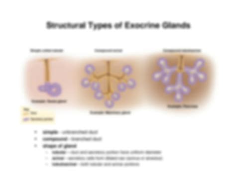 SOLUTION: Anatomy endocrine exocrine glands - Studypool 