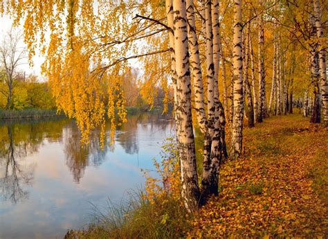 Free Images Tree Water Nature Branch Sunlight Alley River