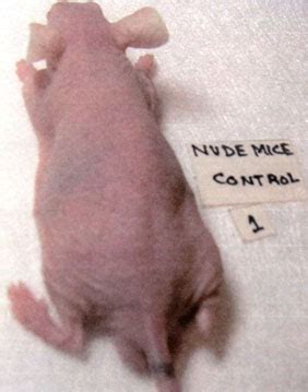 Hair Growth Stimulating Effect Of A Nutrient Mixture In Athymic Nude Mice Jcm Nh