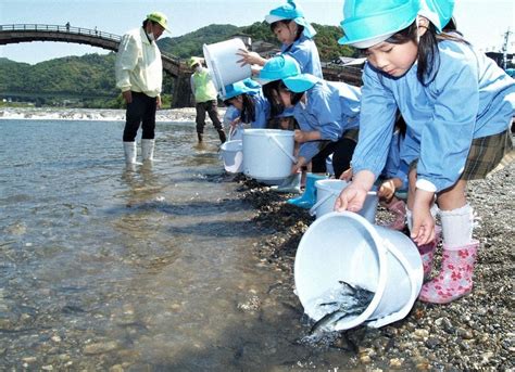 「大きくなって」稚アユ放流 漁解禁前に錦川で園児たち ／山口 毎日新聞