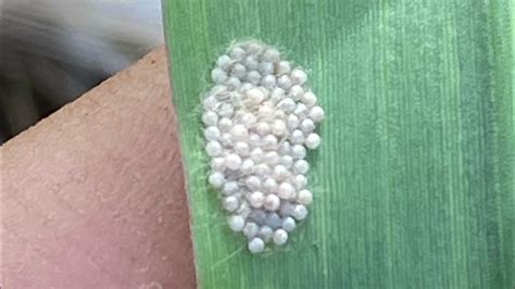 Identificar Huevos De Spodoptera O Cogollero En El Cultivo De Ma Z