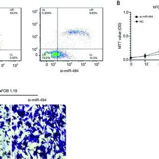 Expression Pattern Of Mir In Mouse Model And Human Osteoblastic