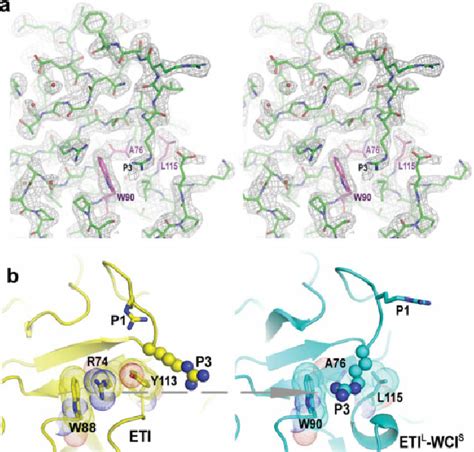 A Stereoscopic Representation Of A 2 F O À F C Electron Density Map Download Scientific