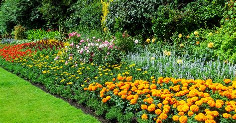 Marigold Care – How to Plant, Grow and Help Them Thrive