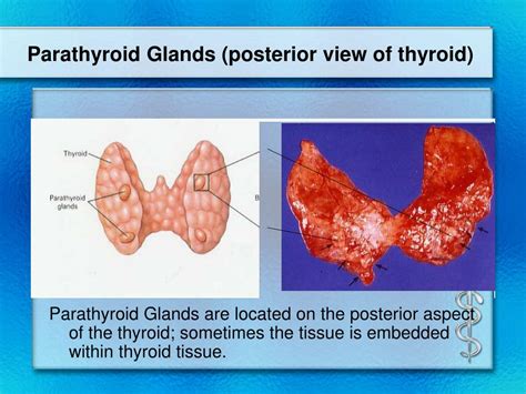 Parathyroid Gland Structure