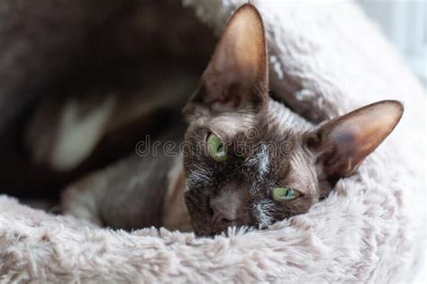 Canadian Sphynx Cat With Green Eyes Lies In A Warm House For Cats Stock