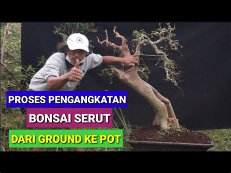 PROSES PEMINDAHAN BONSAI SERUT DARI GROUND KE POT YouTube