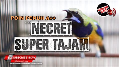 Cucak Cungkok Super Gacor Necret Sangat Tajam Cocok Untuk Masteran