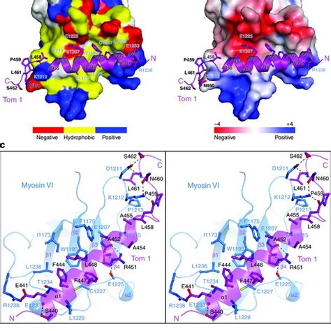 Comparisons Of The Myosin VI Tom1 And Myosin VI Dab2 Complexes A The