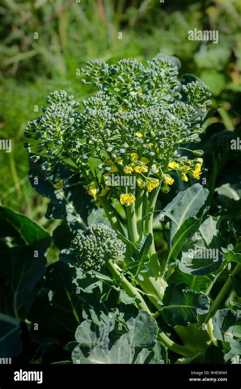 broccoli plant flowering