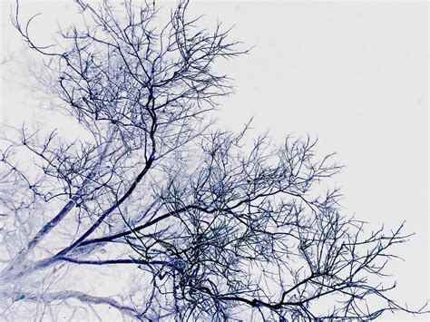 🔥 [10+] Twigs Backgrounds | WallpaperSafari