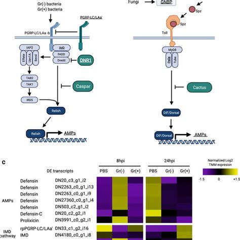 A C De Transcripts Of The Immune Deficiency Imd And Toll Pathways Of Download Scientific