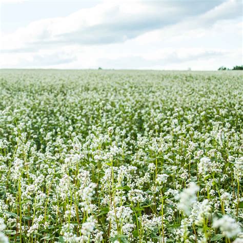 Buckwheat Seeds | Flower Seeds in Packets & Bulk | Eden Brothers