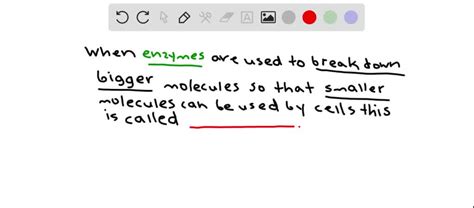 Solved Is The Process Of Enzymatically Breaking Down Large Molecules