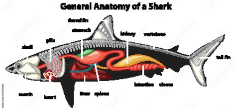 General Anatomy of a Shark Diagram Stock Vector | Adobe Stock