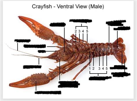 Crayfish Ventral View Male Diagram Quizlet