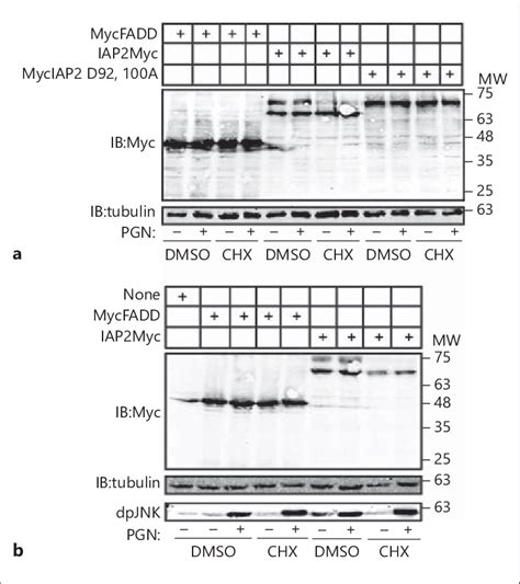 A B Western Blot Analysis Of Lysates From S2 Cells Transfected With Download Scientific