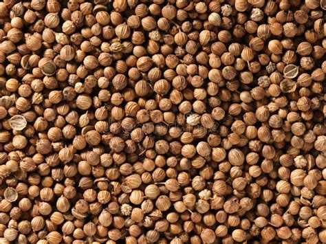 Background Texture Of Dried Coriander Seeds Dried Coriander Seeds Used